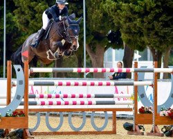 Springpferd G-Vingino-Blue (KWPN (Niederländisches Warmblut), 2011, von Zirocco Blue)