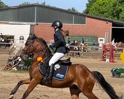 jumper Dag Wiki (Hungarian Warmblood, 2015, from Ulk d'Ete)