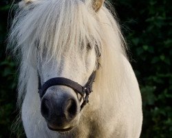 Pferd Lucy (Shetland Pony (unter 87 cm), 2014)