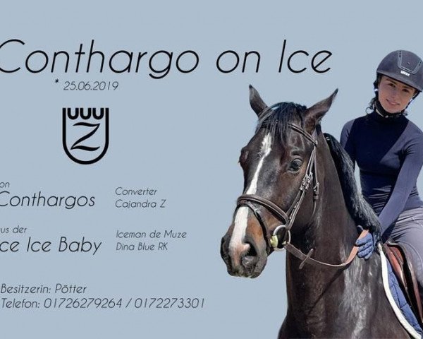 Springpferd Conthargo on Ice (Zangersheide Reitpferd, 2019, von Conthargos)