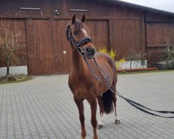 dressage horse PSW Dark Magic (German Riding Pony, 2009, from FS Don't Worry)