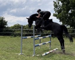 dressage horse Cassanova 39 (German Sport Horse, 2010, from Convoi)