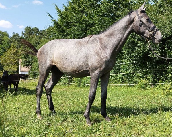 eventing horse G-Spot von Fürstenfeld (Trakehner, 2021, from Blancor)