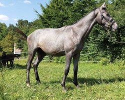 Geländepferd G-Spot von Fürstenfeld (Trakehner, 2021, von Blancor)