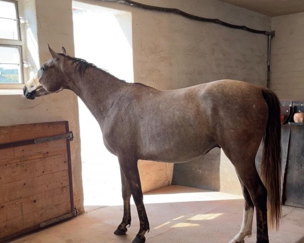 Springpferd Keanu from Golden Komet (Deutsches Sportpferd, 2021, von Kaiserwind)