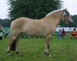 broodmare Jasmin (Fjord Horse, 1994, from Jon Halsnæs)