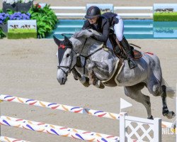 Springpferd Kilimanjaro (KWPN (Niederländisches Warmblut), 2015, von Eldorado vd Zeshoek Tn)