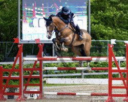 jumper Dakota B (KWPN (Royal Dutch Sporthorse), 2008, from Calvaro Z)