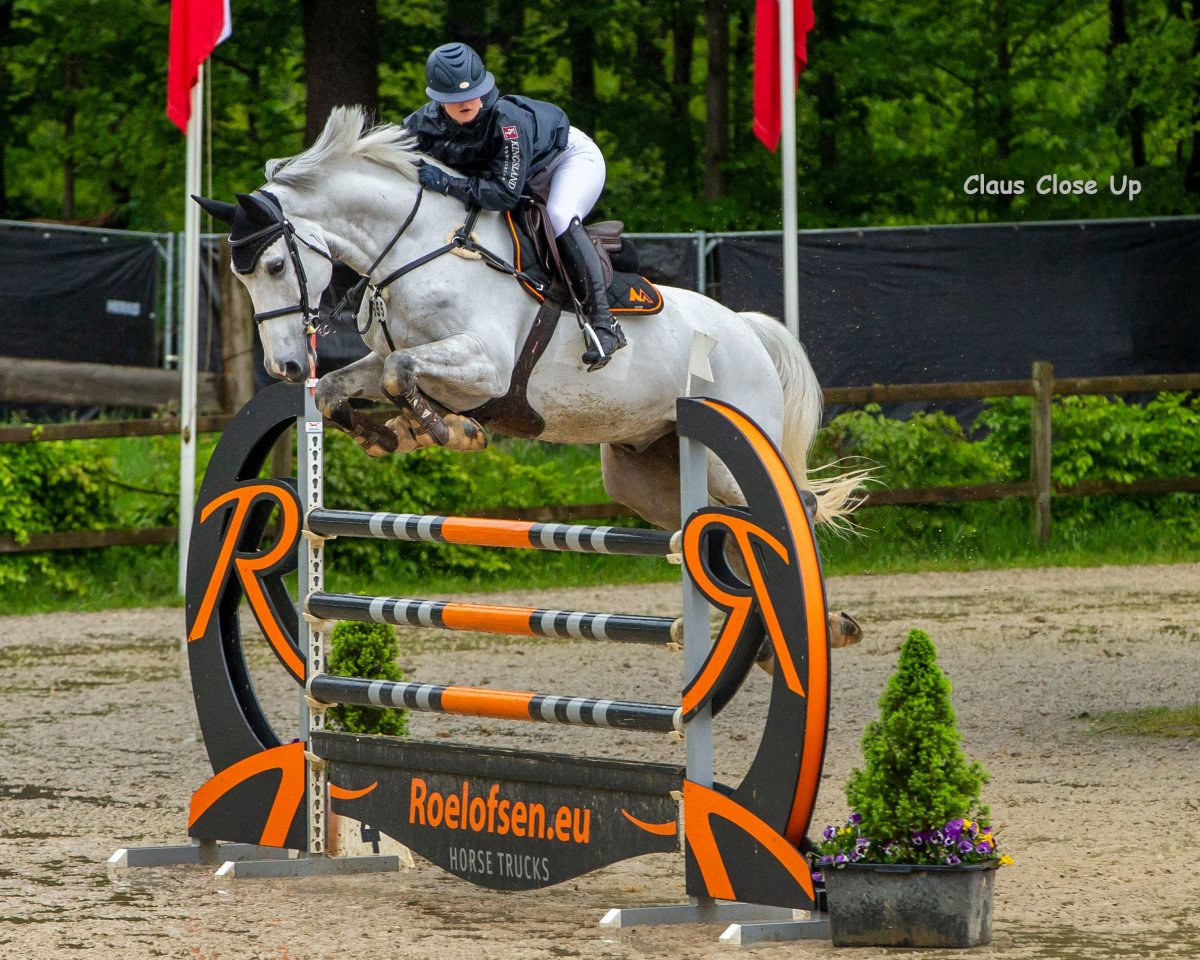 jumper Hello B (KWPN (Royal Dutch Sporthorse), 2012, from Berlin)