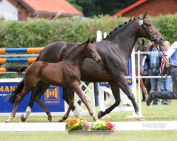 broodmare Stute von Goldberg / Sunday (Westphalian, 2016, from Goldberg)