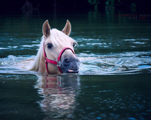 Pferd Charlie 13371 (Welsh-Cob (Sek. D), 2013)