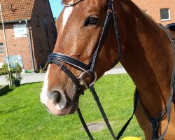 dressage horse Bacopa Nova (Westphalian, 2017, from Bossanova 28)