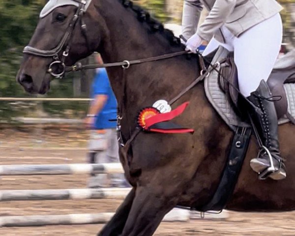 Pferd Saphir de Luxe (Deutsches Reitpferd, 2009, von Patriarch I)