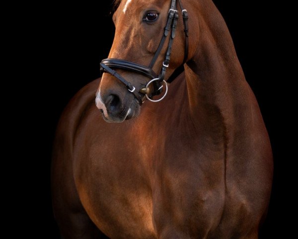 dressage horse Laurelin's Nero (New Forest Pony, 2012, from Jacodi's Bo's Barclay)