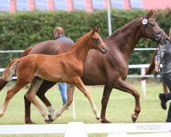 dressage horse Hengst von For Romance I / Londonderry (Westphalian, 2016, from For Romance I)