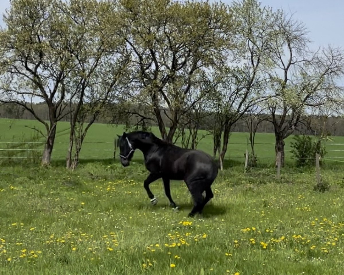 jumper Frankenstein 12 (German Warmblood, 2019, from Finest)