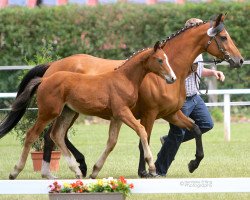 broodmare Cataliena (Westphalian, 2011, from Comme il Faut)