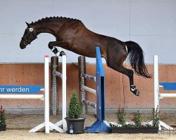 broodmare A Part of Nature (Trakehner, 2019, from L'Elu de Dun AA)