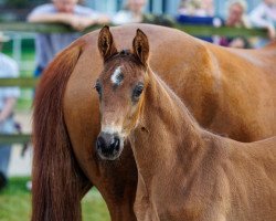 Pferd Faramir HL (Hannoveraner, 2023, von For Dance)