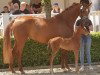 dressage horse Scarlet 154 (Hanoverian, 2018, from Secret)