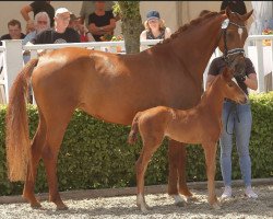 dressage horse Scarlet 154 (Hanoverian, 2018, from Secret)