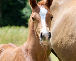 Pferd Glückspilz HL (Deutsches Reitpony, 2023, von Golden Grey NRW)