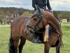 jumper Mercedes (German Riding Pony, 2016, from Maxim vom Borkenbrink)