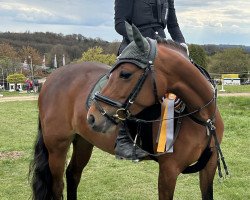 Springpferd Mercedes (Deutsches Reitpony, 2016, von Maxim vom Borkenbrink)