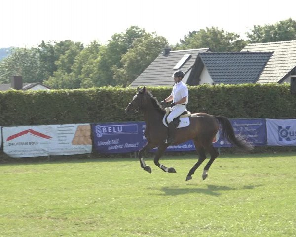 Reitturnier Moringen 2023