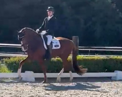 dressage horse Forrest GT (Oldenburg, 2018, from Fürst Jazz)