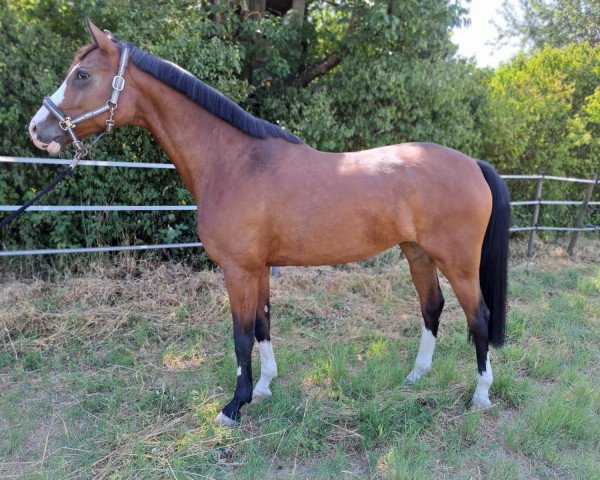 broodmare Cachu 3 (German Sport Horse, 2017, from Casallco)