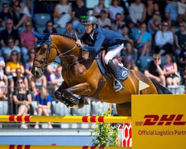 jumper Iron Lady van de Zuuthoeve (Swedish Warmblood, 2014, from Thunder van de Zuuthoeve)