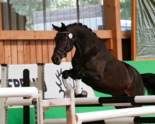 dressage horse Fabienne 20 (Rhinelander, 2013, from Franziskus FRH)