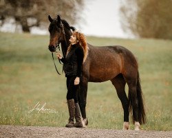 Pferd Ranee d'Or (Schweizer Warmblut, 2019, von For Gold OLD)