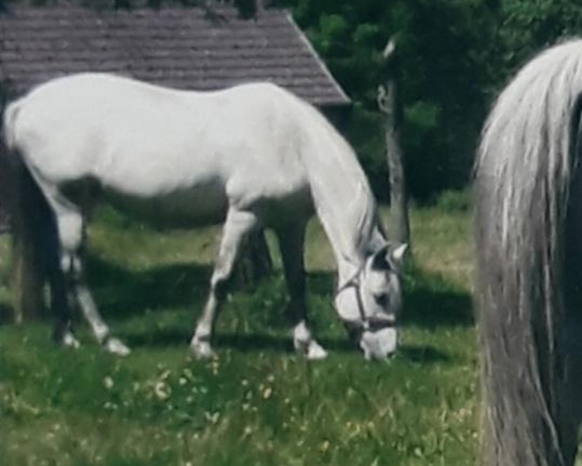 broodmare Pequena (unknown, 2000, from Esquero)