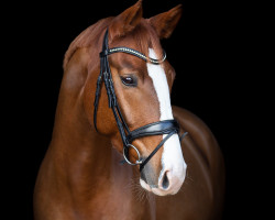 dressage horse Fürst Farbenfroh S (Oldenburg, 2018, from Foundation 2)