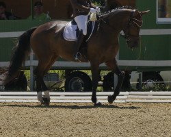 dressage horse Soleil de Coeur 3 (Bavarian, 2012, from Rautenstein)