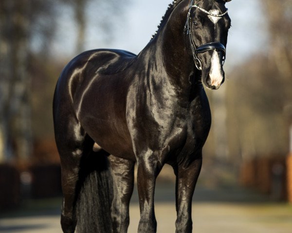 stallion FS Bloomberg (Hanoverian, 2017, from Bon Coeur)