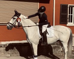 dressage horse Helios (Polish Warmblood, 2009, from Diabelek)