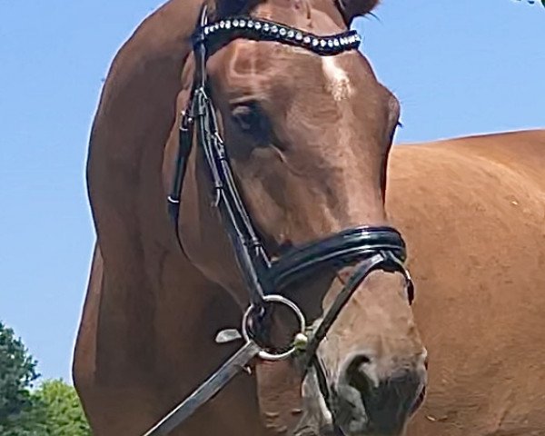 dressage horse Dancera (Hanoverian, 2019, from Don Martillo)