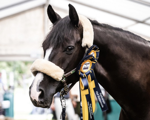 dressage horse Belthain FH (Westphalian, 2013, from Belconi)