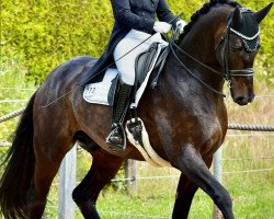 dressage horse Salturo (Hanoverian, 2012, from Soliman)