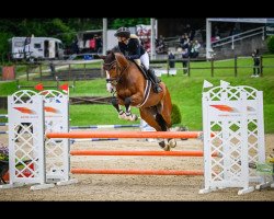 jumper Jalido (KWPN (Royal Dutch Sporthorse), 2014, from VDL Harley)