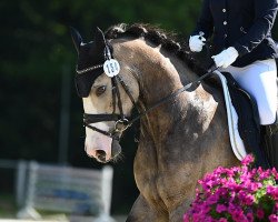 dressage horse King Skip (unknown, 2018)