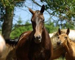 broodmare Al Kana (Akhal-Teke, 2007, from Alakhrat)