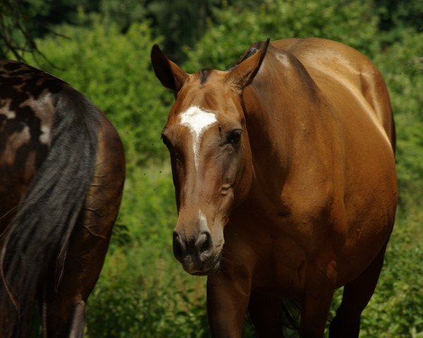 Zuchtstute Gama (Achal Tekkiner, 2002, von Anis)