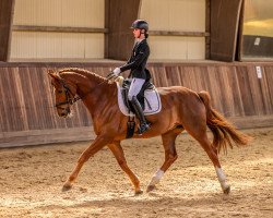 dressage horse Don Holmes B (Hanoverian, 2014, from Don Darius)