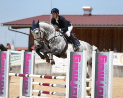 Springpferd Quicksilver van Schuttershof (Belgisches Warmblut, 2016, von Cornet Obolensky)