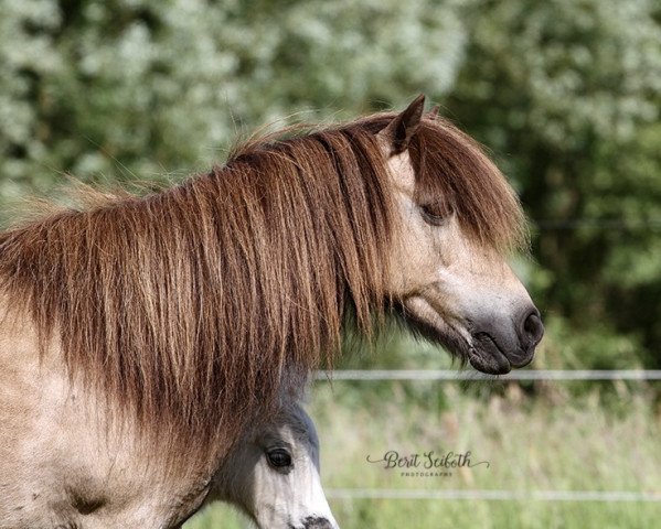 broodmare Alfing‘s Indi (Shetland Pony, 2000, from Kenstone Icarus)
