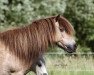 Zuchtstute Alfing‘s Indi (Shetland Pony, 2000, von Kenstone Icarus)